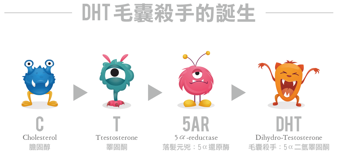 雄性禿的成因-DHT毛囊殺手誕生示意圖