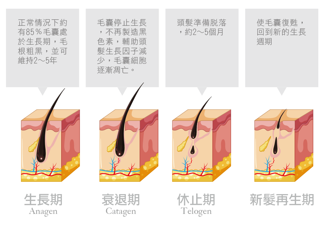 育髮 落髮 掉髮 雄性禿有解