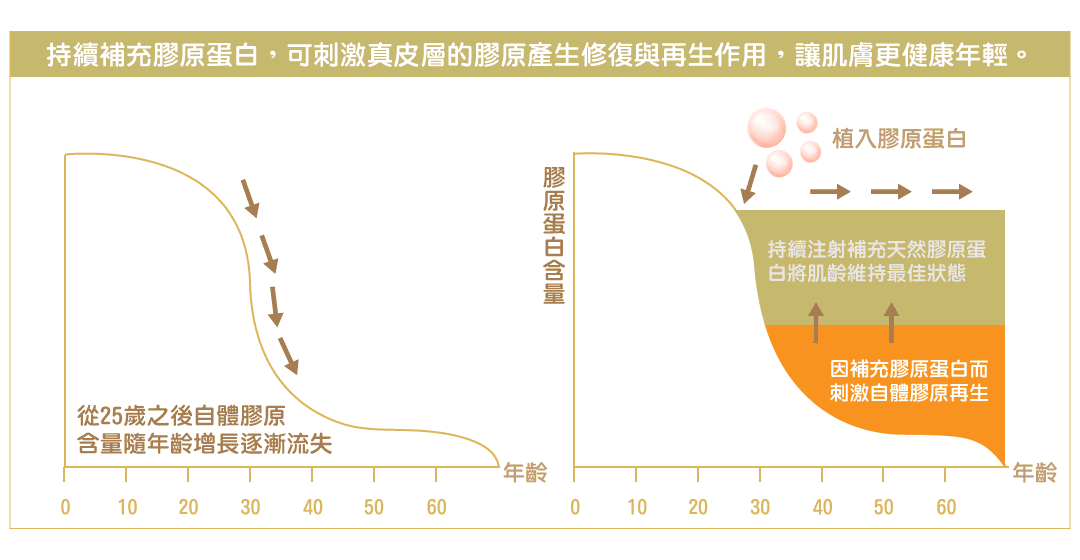 持續補充膠原蛋白,可刺激真皮層的膠原產生修復與再生作用,讓肌膚更健康年輕